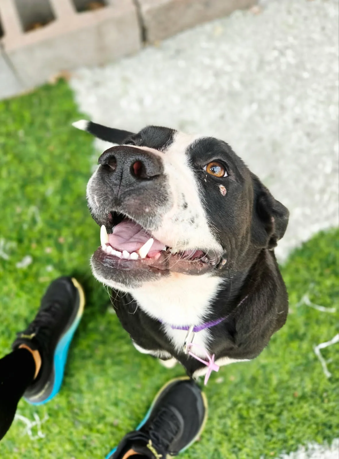 Josie