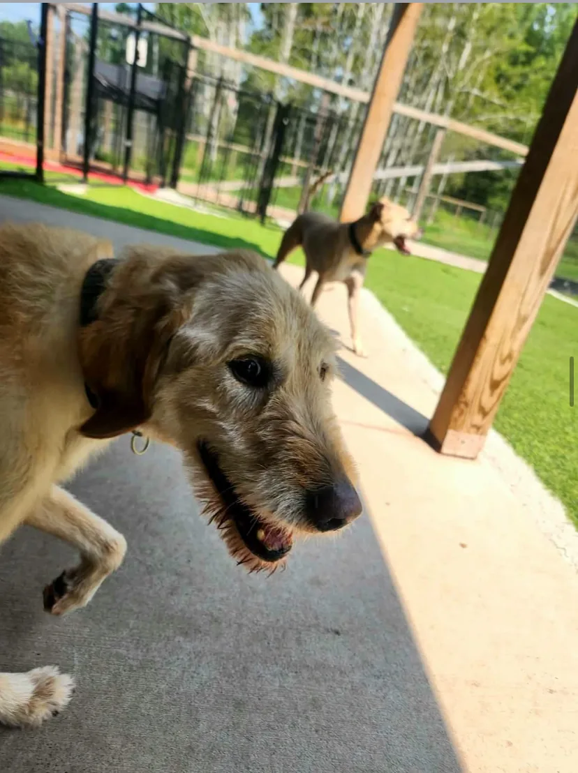 Liberty K9 Rescue Ranch