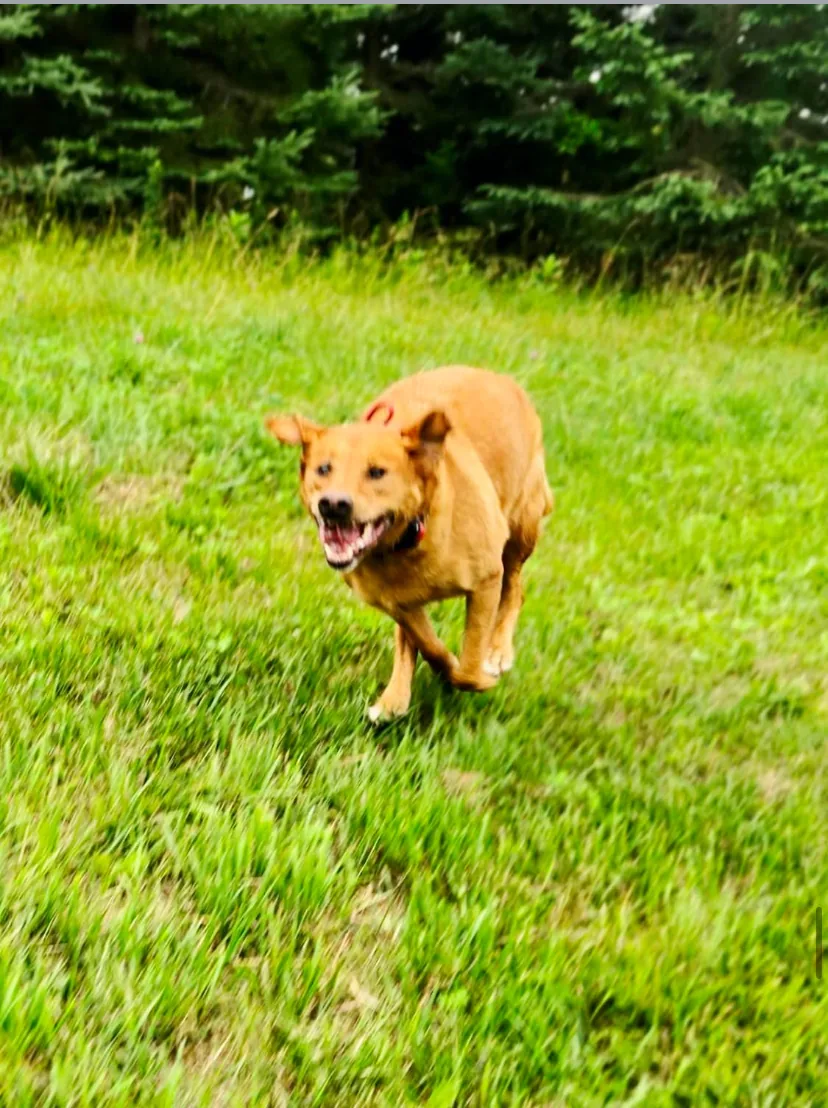 Liberty K9 Rescue Ranch